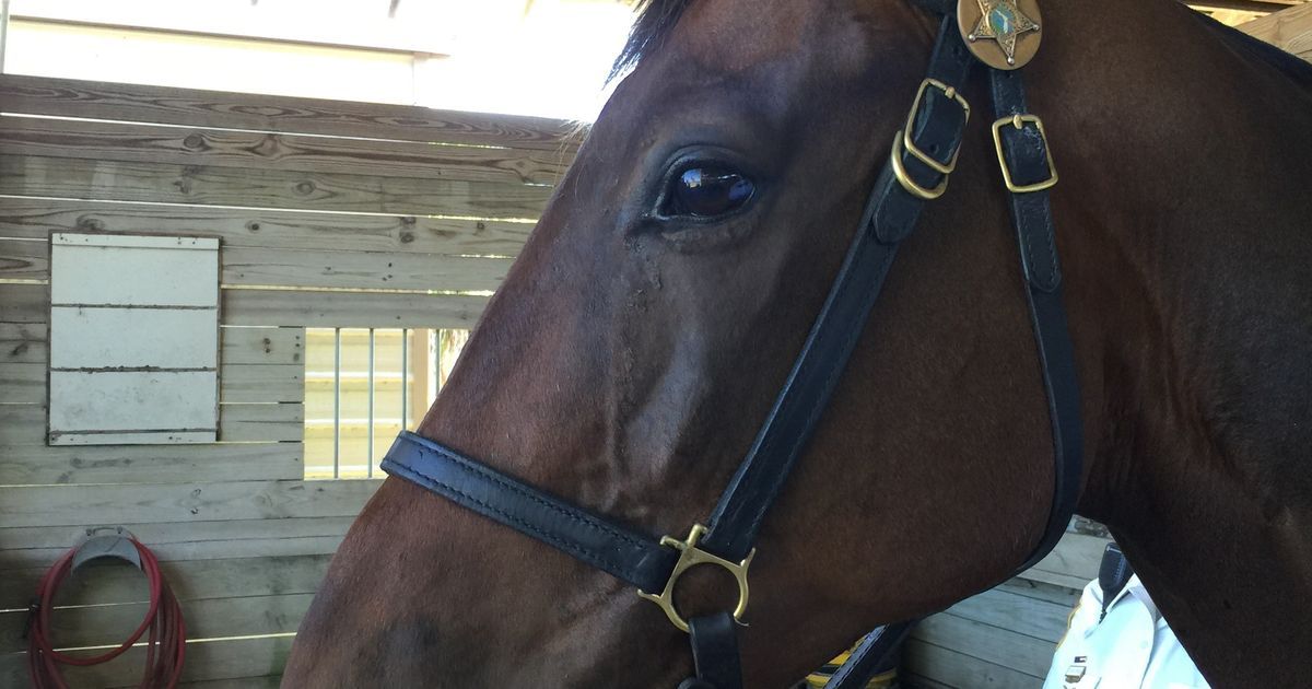 What would you name Sarasota sheriff’s newest horse?
