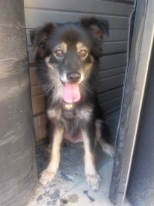 ** Please Share ** Found dog off Shamrock
