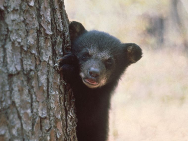 Study confirms Florida black bear population rising – WWSB