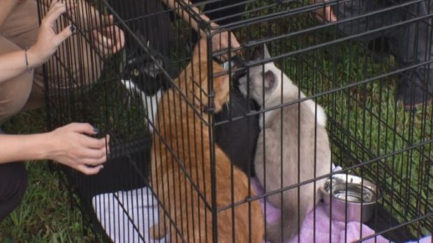 Four cats rescued from house fire – WWSB