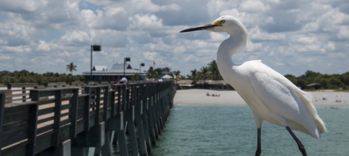 Venice Island guide and photo gallery | Wade Tatangelo | Ticket Sarasota