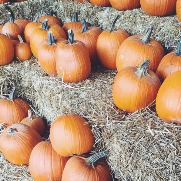 Your Guide to Halloween in Sarasota 2015 – SRQ Magazine