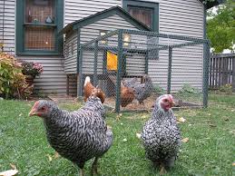 One step closer to allowing residents to have chickens within the city limits