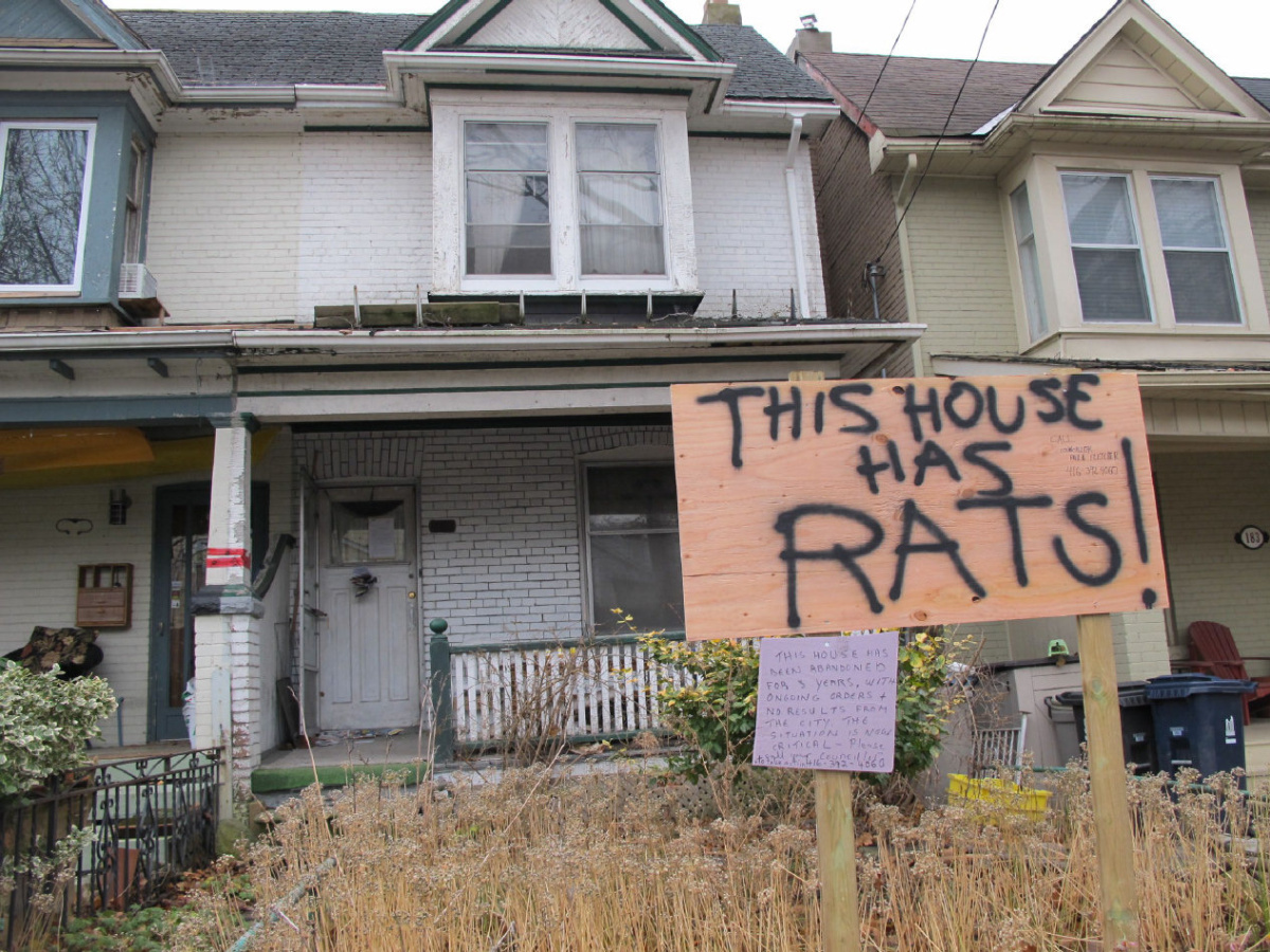 Email To The Scoop News – Rats Have Infested My House & Are Impacting Our Environment