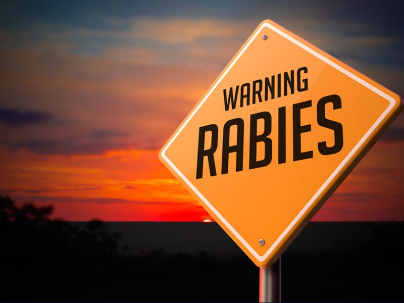 Florida Department of Health in Sarasota County (DOH-Sarasota) reminds residents to avoid wild animals Rabies Alert for Venice and North Port
