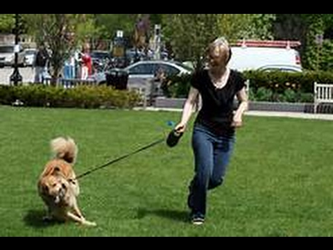 The Scoop News Video Report – Sorry Dog Lovers, Dogs Must Be Leashed Within The City of Sarasota Parks