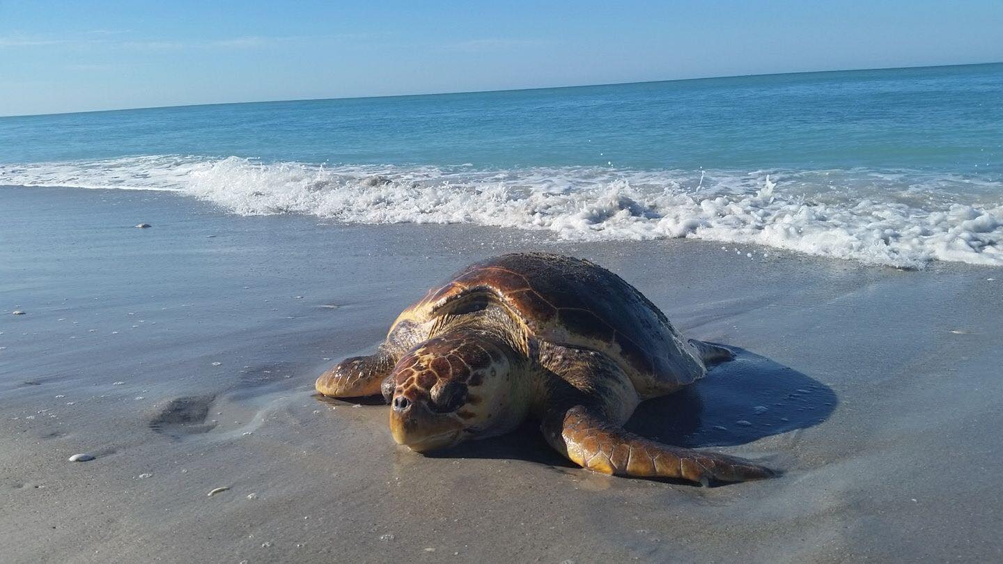 The Scoop News – Sad story. My buddy Jason found this dead turtle…