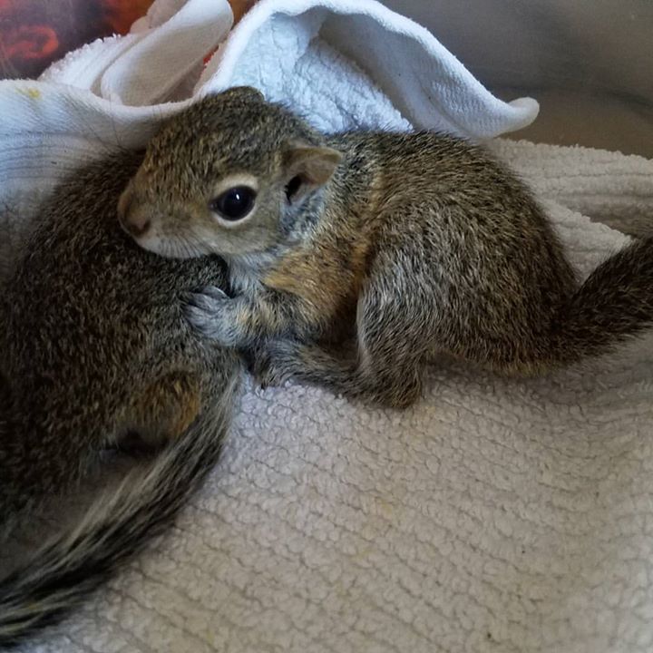The Wildlife Center Of Venice: Please remember when finding any orphaned babies such as squirrels in this cold weather 