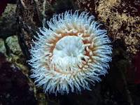 Scientists at Mote Marine study how to protect sea anemones the stress of the environment