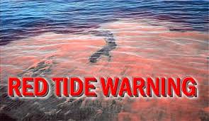 Red Tide bloom reported at Siesta, Nokomis Beach, and the North Jetty