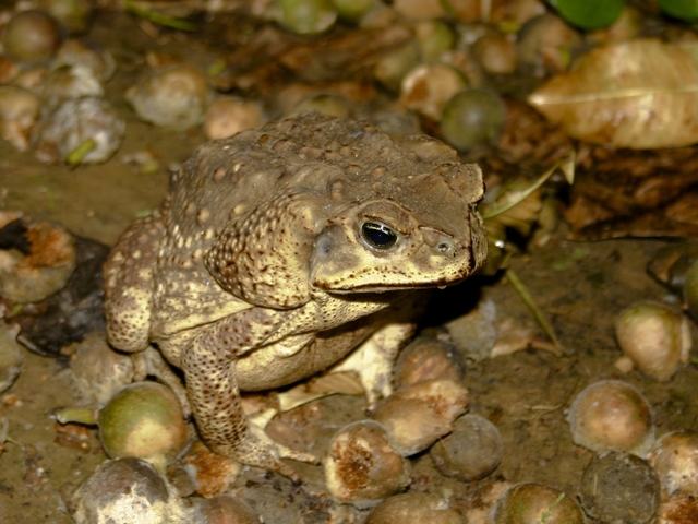 Video Report: Florida dog owners fear poisonous toads – WFTS
