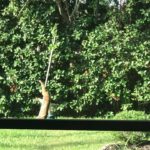 The Scoop News Group – Bobcat stuck in feeder, who to call……..