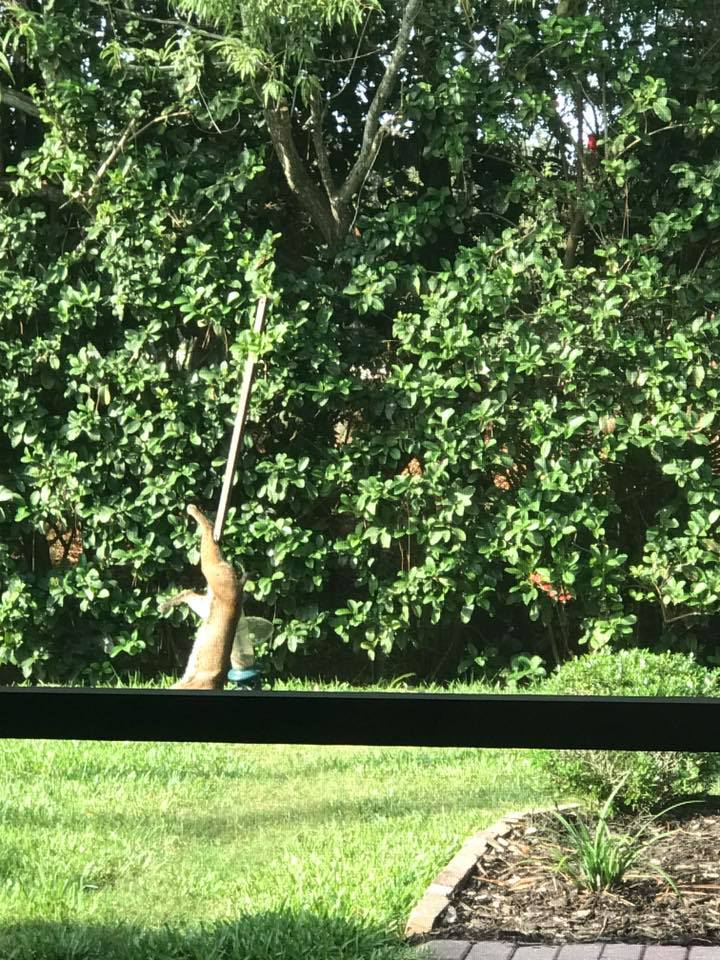 The Scoop News Group – Bobcat stuck in feeder, who to call……..