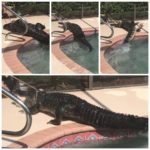 SCSO:  A follow up to the gator in a Venice pool video with pics and original video