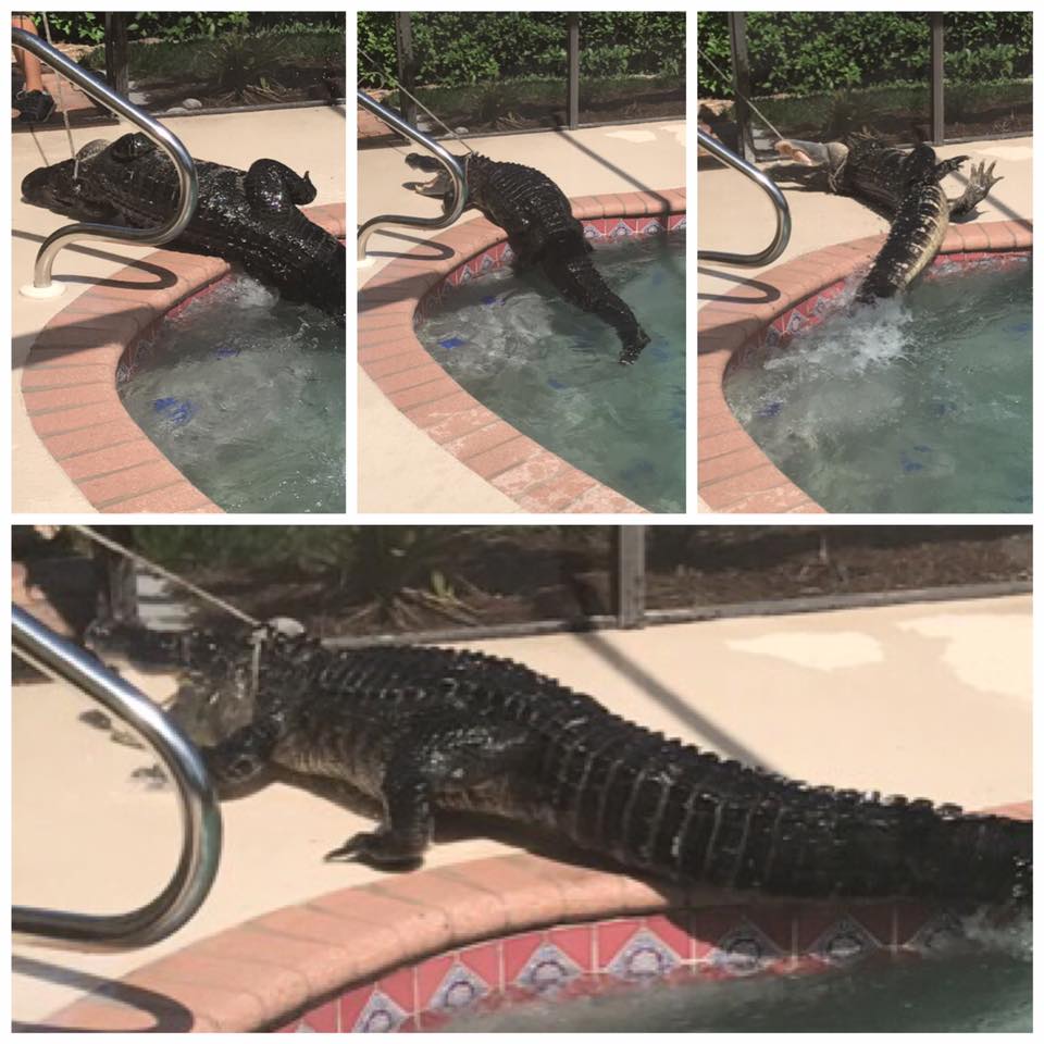 SCSO:  A follow up to the gator in a Venice pool video with pics and original video