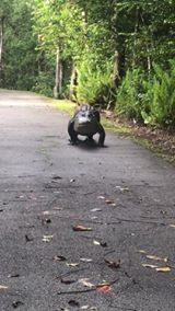 #TodaysViralVideo: Big Cypress Gallery Adventures Snaggletooth, making his way up to the front pond 