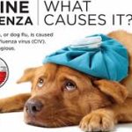 Attention dog owners: The highly contagious virus (canine influenza H3n2) is now in Florida