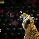 Ringling Bros. tigers are headed for a German circus and animal activists are outraged 