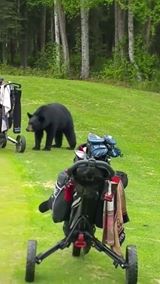 The Scoop News Video Report: #TodaysViralVideo Just another day on an Alaska Golf Course!  