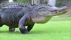 The Scoop News Video Report: #TodaysViralVideo – Another day and another gator.  