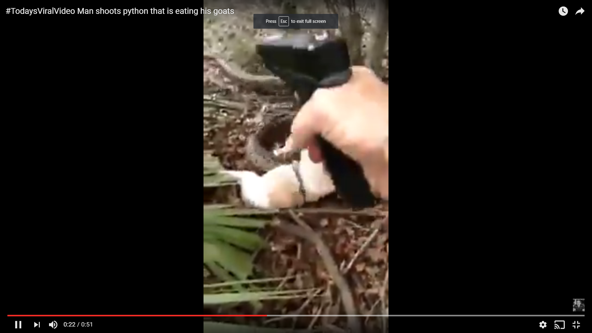 #TodaysViralVideo Man shoots python that is eating his goats 
