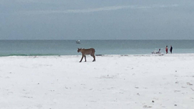 What?  Is that a bobcat strolling along the beach in Siesta Key?