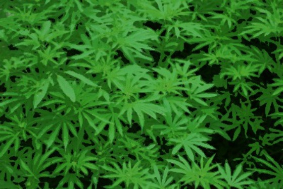 VA CHIEF COMES OUT IN SUPPORT OF MEDICAL MARIJUANA (VIDEO) The Daily Sheeple 