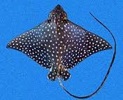 Herald Video: Mote Marine Laboratory & Aquarium biologists release a spotted eagle ray into Sarasota’s New Pass 