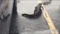#TodaysViralVideo Small gator herded from #MyakkaPinesGolfClub parking lot  