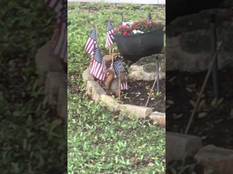 The Scoop News Video Report: Patriotic squirrels stealing American flags for her nest 